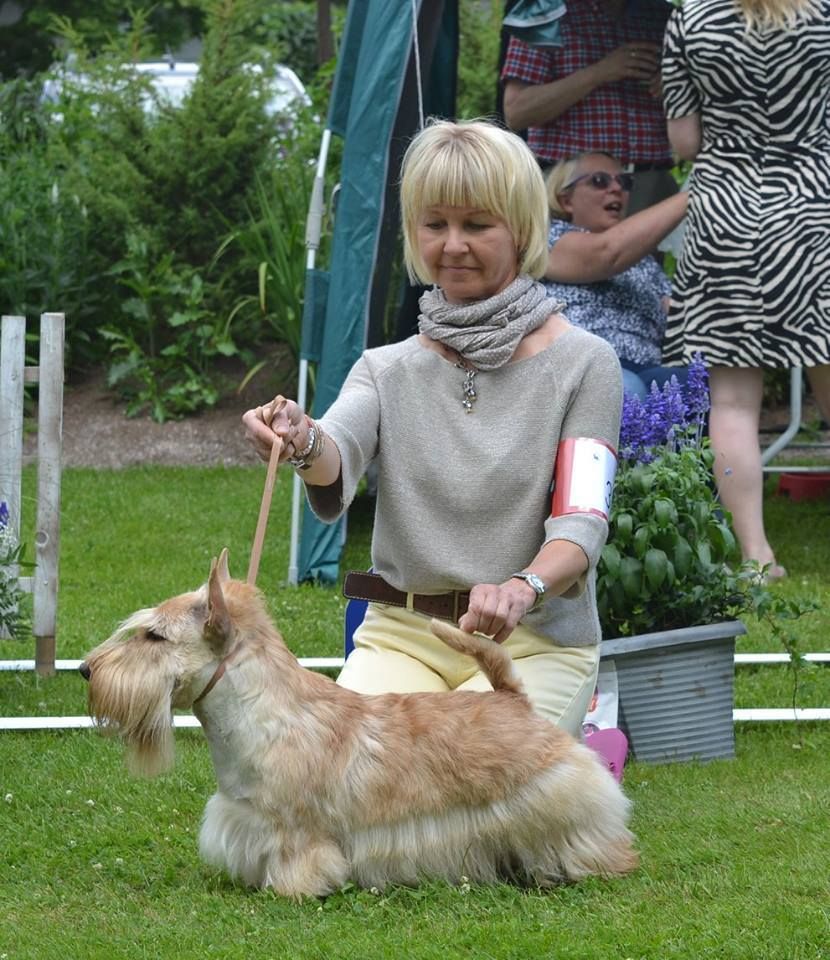 du cercle des gentlemen terriers - 22 juillet 2017 : Specialty Scottish Terrier Dog Show, en Finlande.