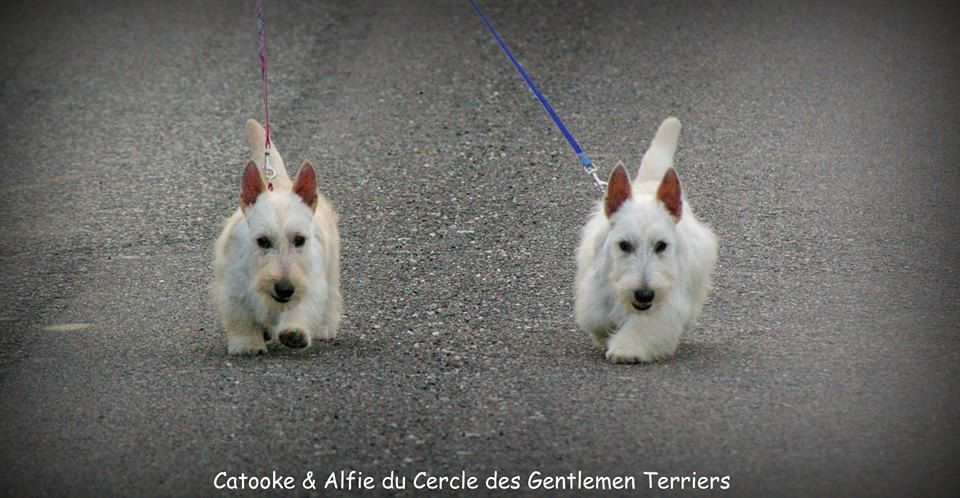 du cercle des gentlemen terriers - 24 et 25 mai 2017 : Départ de Catooke et Alfie