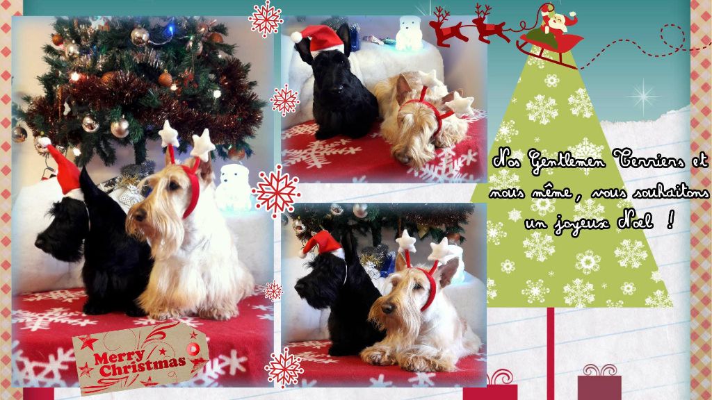 du cercle des gentlemen terriers - Le Cercle des Gentlemen Terriers vous souhaite un joyeux Noël !