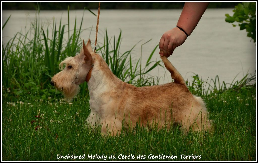 Unchained melody du cercle des gentlemen terriers