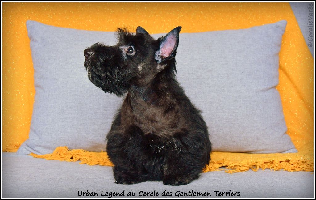 Urban legend du cercle des gentlemen terriers