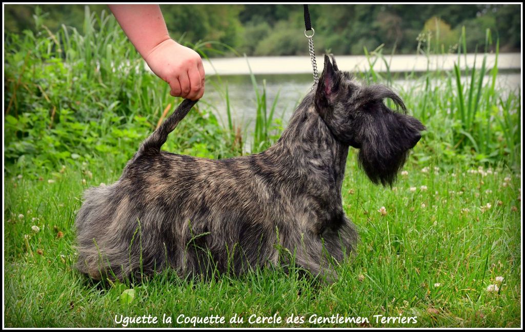 Uguette la coquette du cercle des gentlemen terriers