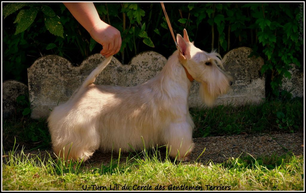 U-turn lili du cercle des gentlemen terriers