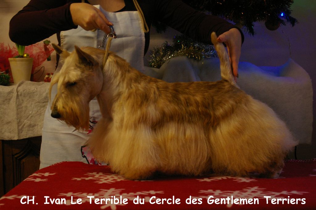 du cercle des gentlemen terriers - 10.01.20 : Homologation du titre de Champion international pour Ivan