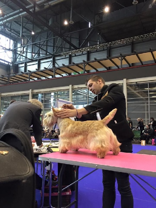 du cercle des gentlemen terriers - Expositions de Metz