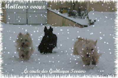 du cercle des gentlemen terriers - Meilleurs voeux 2010 !