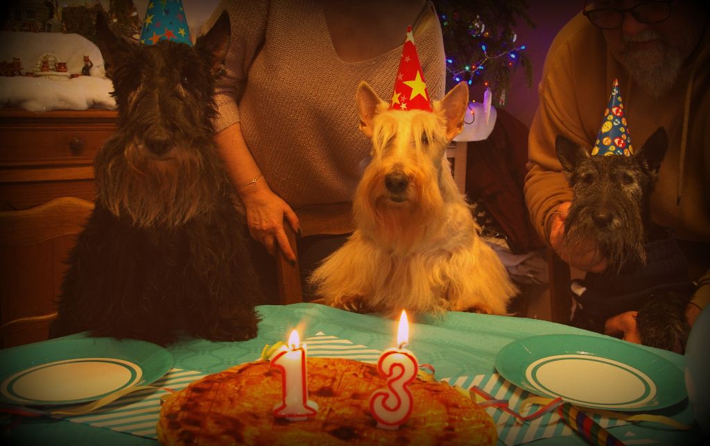 du cercle des gentlemen terriers - 5 janvier 2021 : Divine Lady fête ses 13 ans !