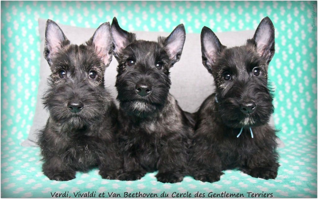 du cercle des gentlemen terriers - 9 février 2025 : chiots disponibes