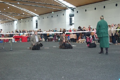 du cercle des gentlemen terriers - Exposition de Karlsruhe (Allemagne)