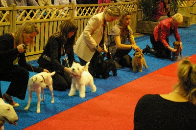 du cercle des gentlemen terriers - Exposition internationale du Luxembourg