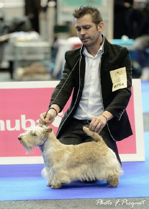 du cercle des gentlemen terriers - Expositions internationales de Genève.