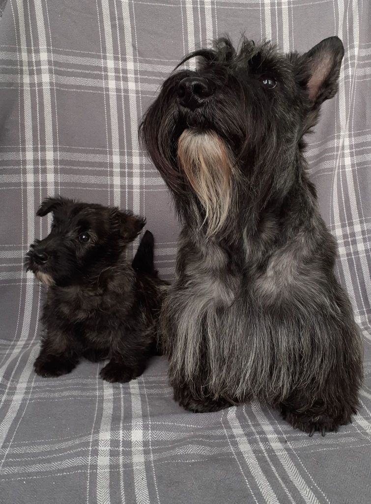 du cercle des gentlemen terriers - Mary Lou et son fils.