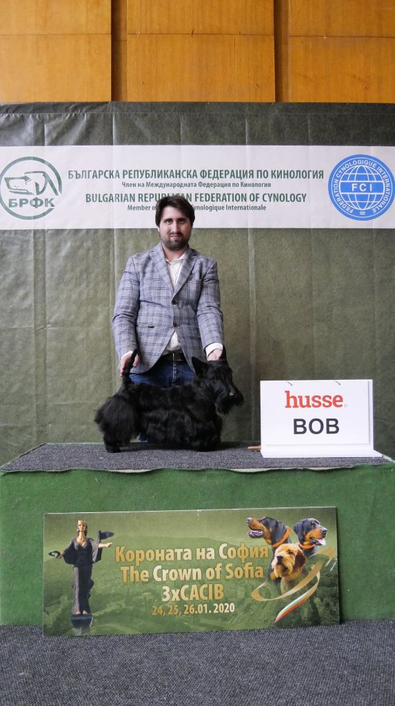 du cercle des gentlemen terriers - 25 à 27 janvier 2020 : Expositions de Sofia (Bulgarie)