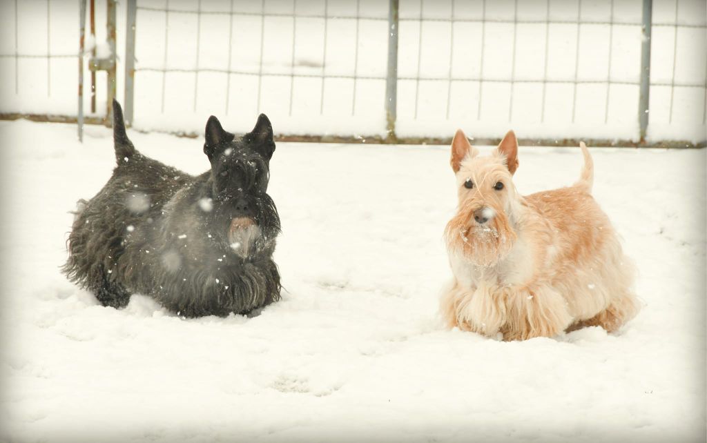 du cercle des gentlemen terriers - 9 janvier 2024 : sous la neige !