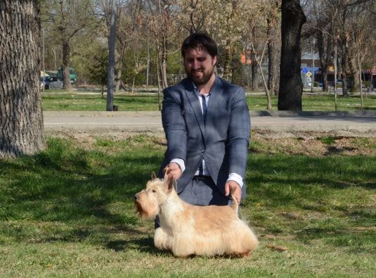 du cercle des gentlemen terriers - 30 et 31 mars 2019 : Expositions internationales de Bitola (Macédoine)