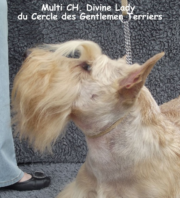 du cercle des gentlemen terriers - Divine Lady, Championne de Suisse vétéran.