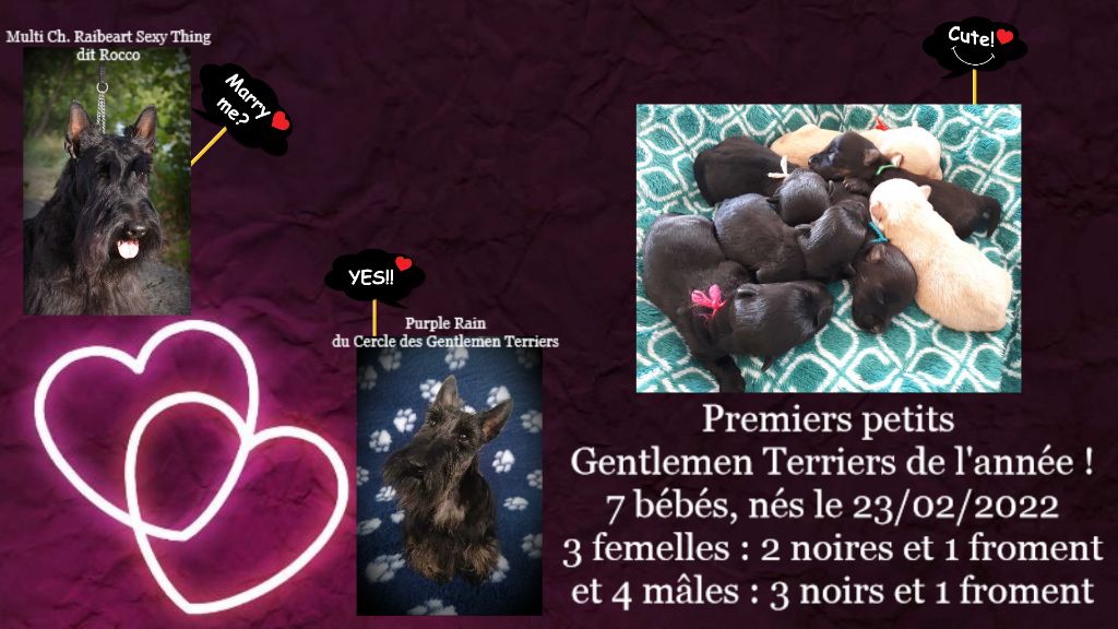 du cercle des gentlemen terriers - 23 février 2022 : des bébés sont nés !
