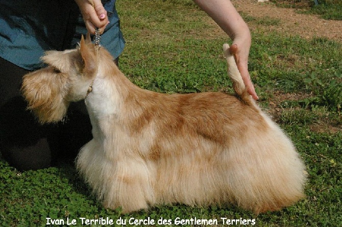 du cercle des gentlemen terriers - IDS Luxembourg