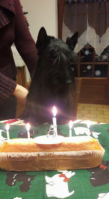 du cercle des gentlemen terriers - 7 décembre 2017 : Zukkerino fête ses 5 ans.