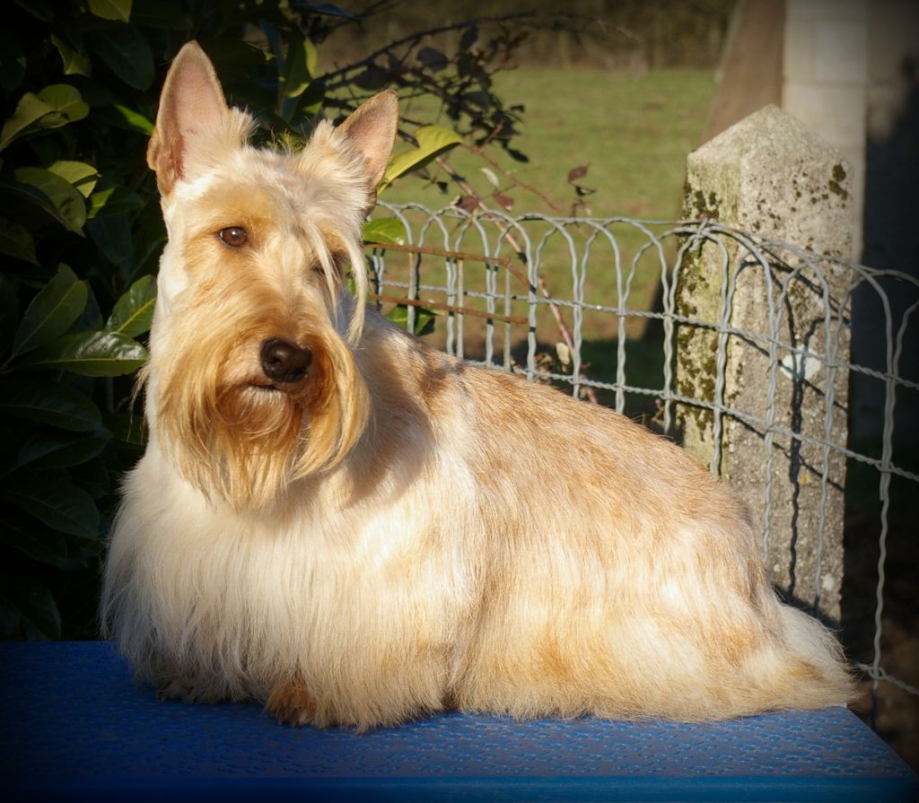 Mademoiselle chante le blues du cercle des gentlemen terriers