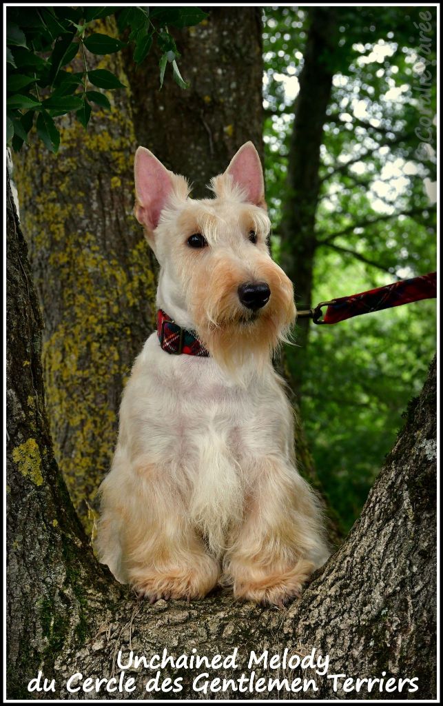 Unchained melody du cercle des gentlemen terriers