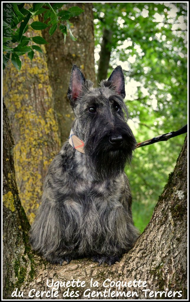 Uguette la coquette du cercle des gentlemen terriers