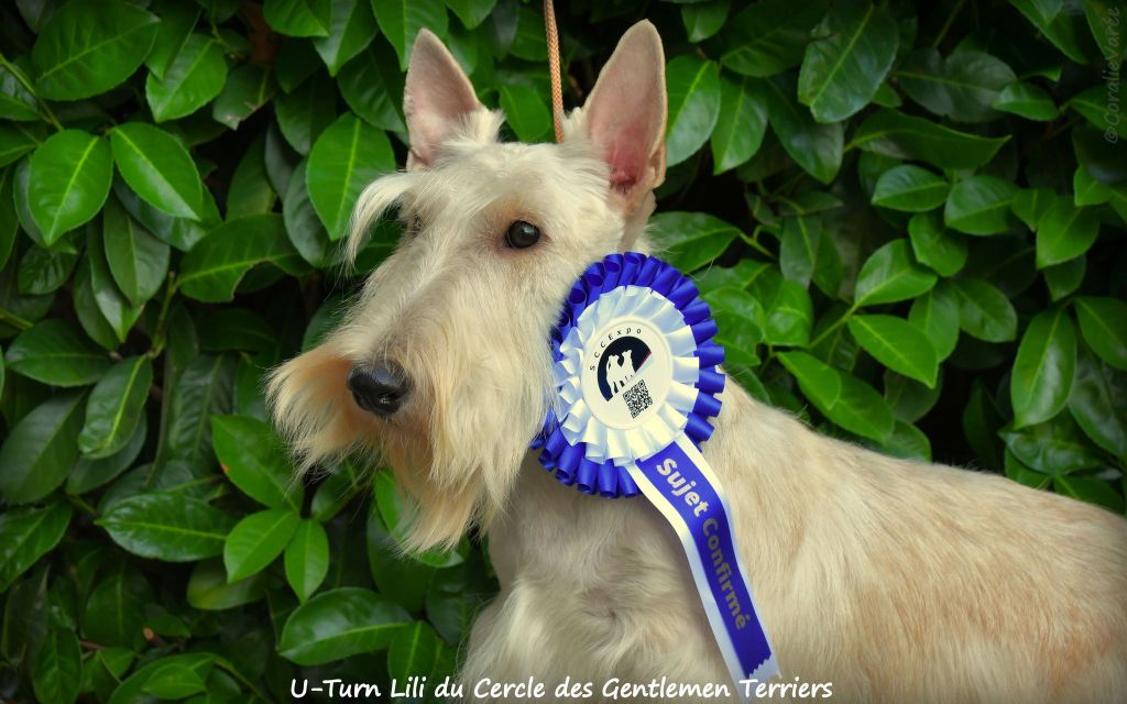 U-turn lili du cercle des gentlemen terriers