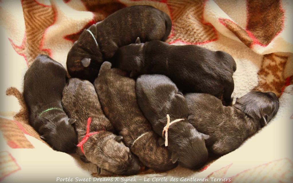 chiot Scottish Terrier du cercle des gentlemen terriers