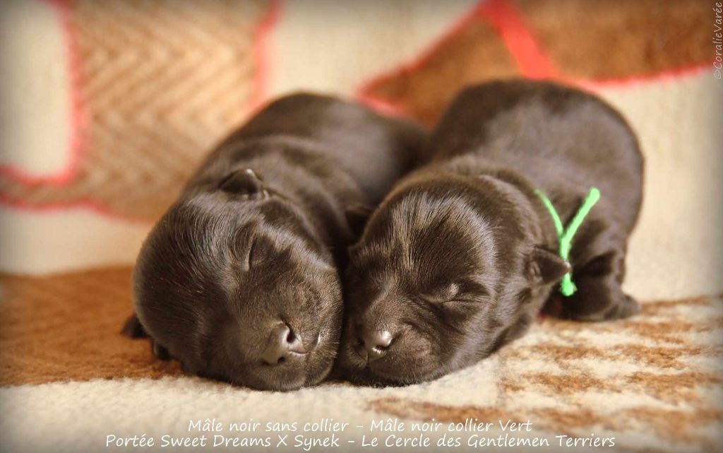 du cercle des gentlemen terriers - Chiot disponible  - Scottish Terrier