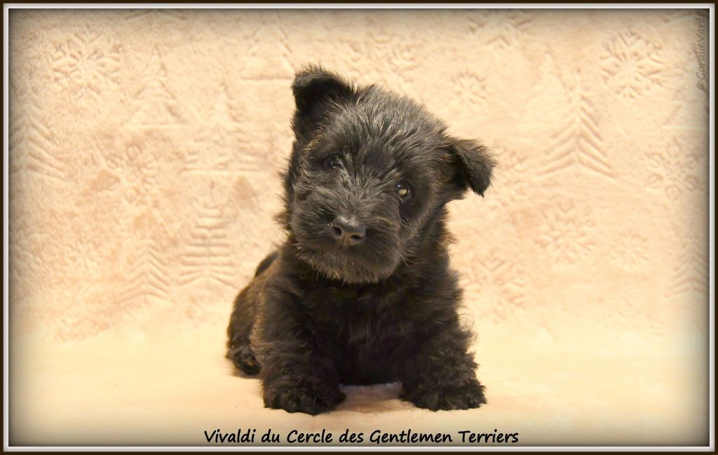 du cercle des gentlemen terriers - Chiot disponible  - Scottish Terrier