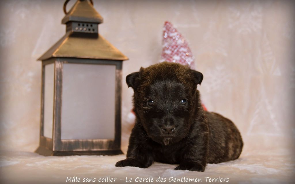 du cercle des gentlemen terriers - Chiot disponible  - Scottish Terrier