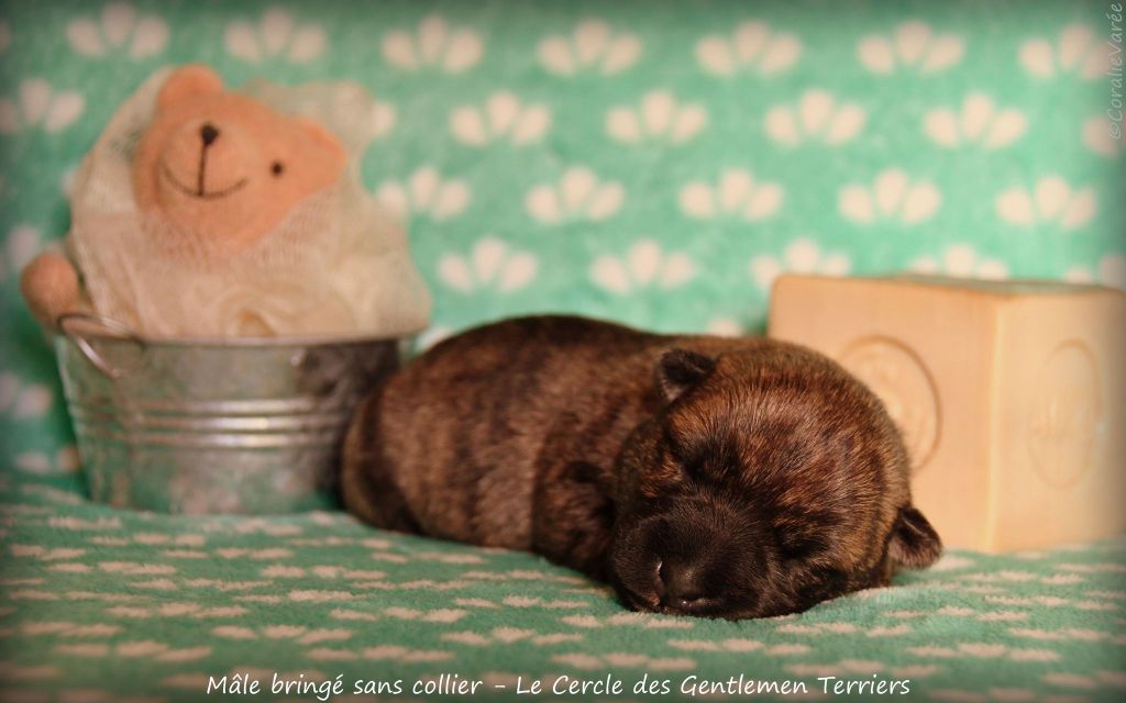 du cercle des gentlemen terriers - Chiot disponible  - Scottish Terrier