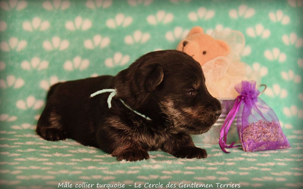 du cercle des gentlemen terriers - Chiot disponible  - Scottish Terrier