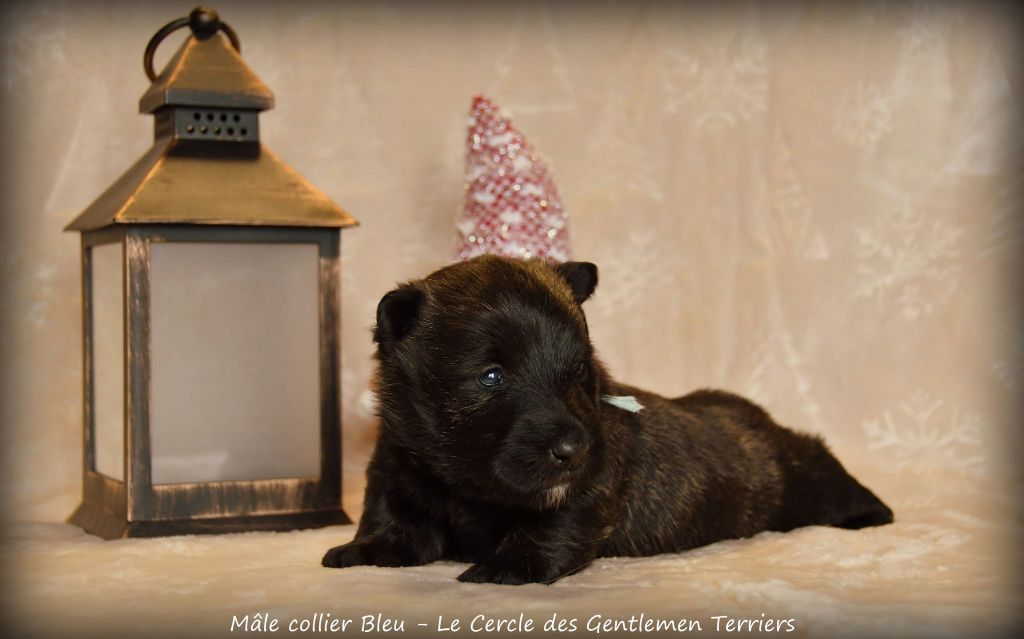 du cercle des gentlemen terriers - Chiot disponible  - Scottish Terrier