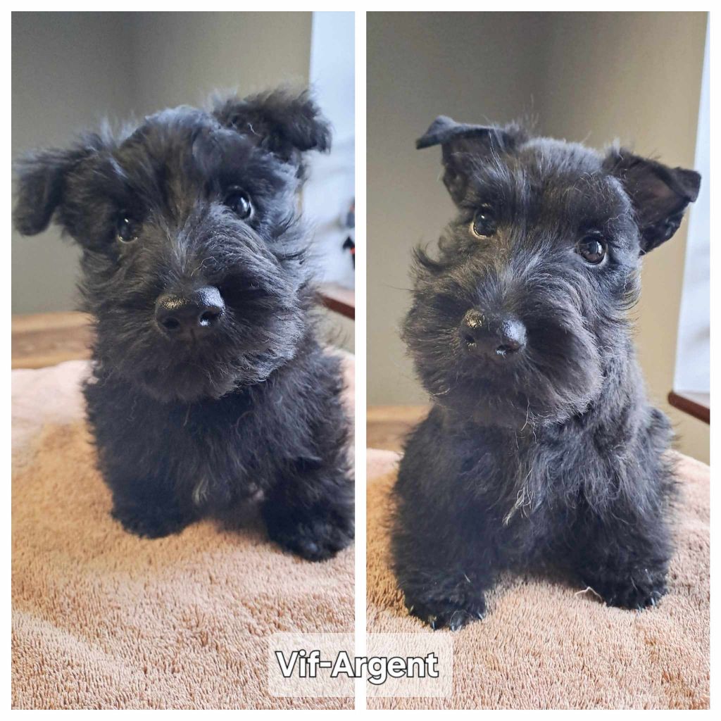 du cercle des gentlemen terriers - Chiot disponible  - Scottish Terrier