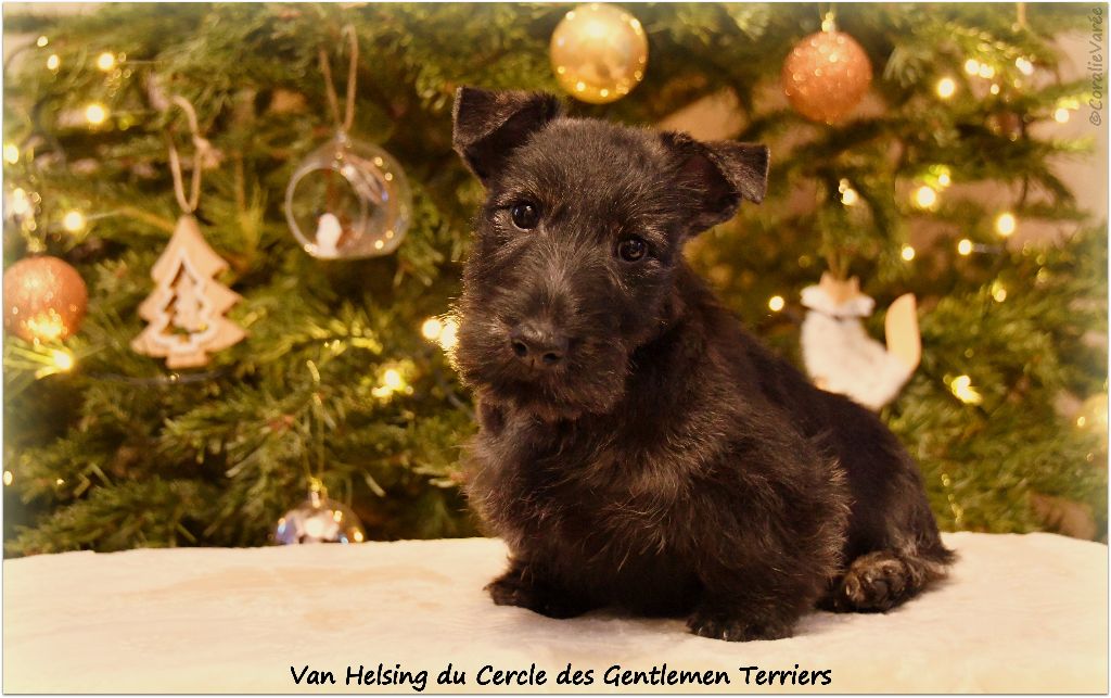 du cercle des gentlemen terriers - Chiot disponible  - Scottish Terrier