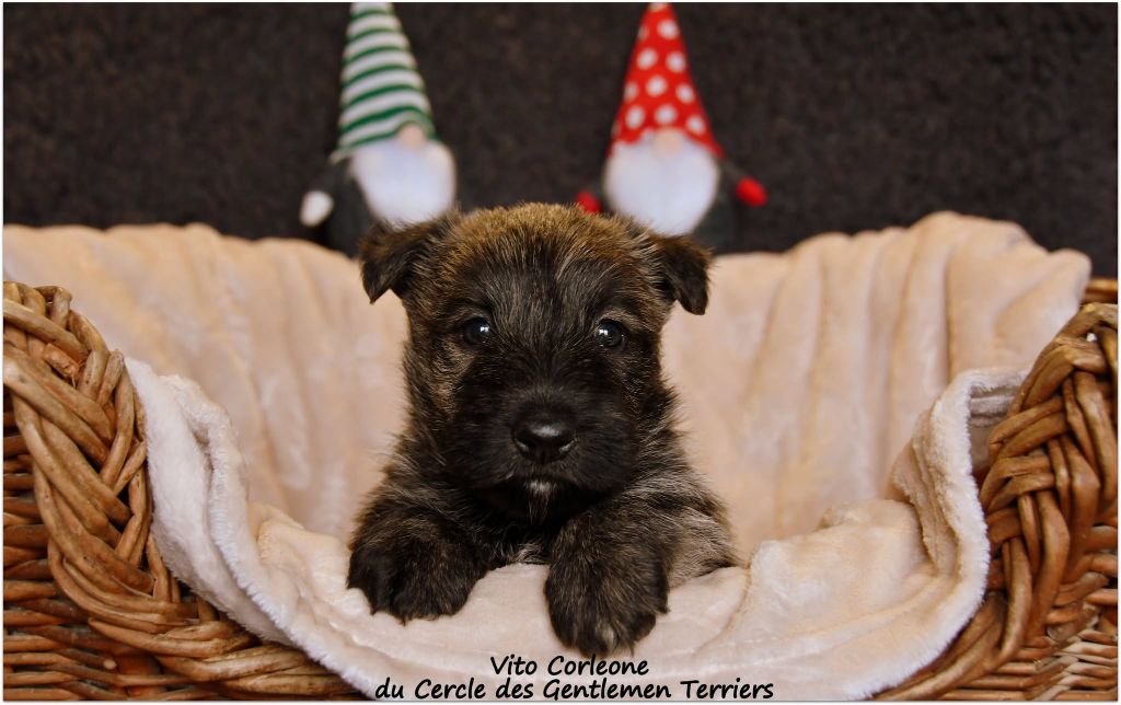 du cercle des gentlemen terriers - Chiot disponible  - Scottish Terrier