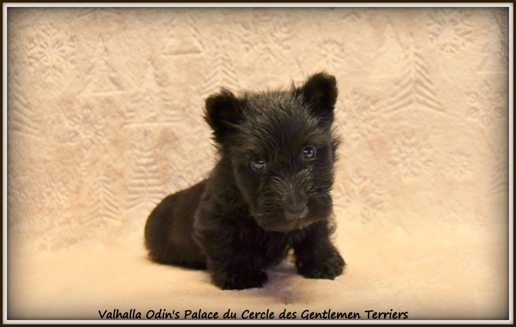 du cercle des gentlemen terriers - Chiot disponible  - Scottish Terrier