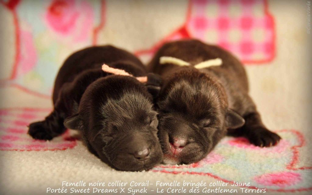 du cercle des gentlemen terriers - Chiot disponible  - Scottish Terrier