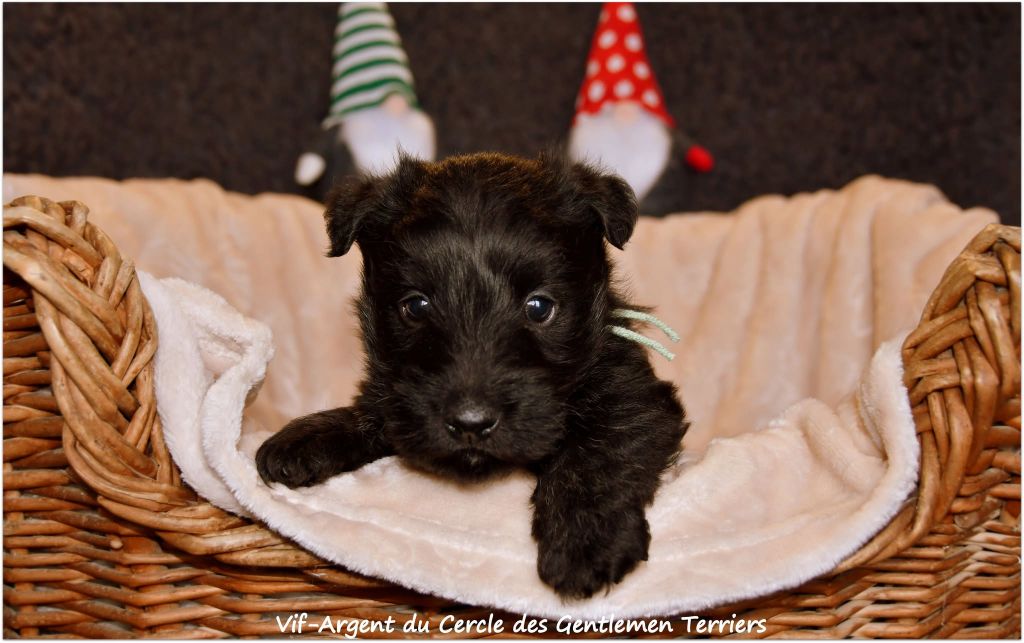 du cercle des gentlemen terriers - Chiot disponible  - Scottish Terrier