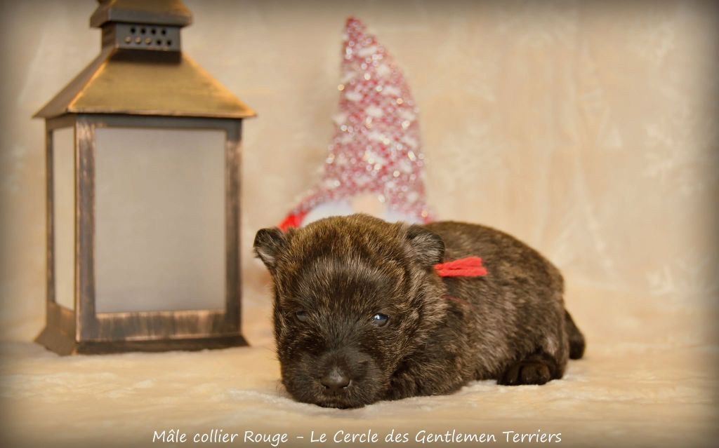 du cercle des gentlemen terriers - Chiot disponible  - Scottish Terrier