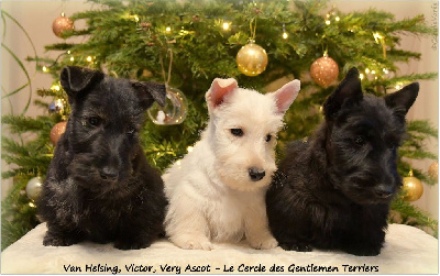 du cercle des gentlemen terriers - Scottish Terrier - Portée née le 05/11/2024