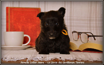 CHIOT - collier jaune