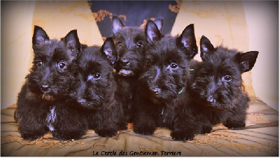 du cercle des gentlemen terriers - Scottish Terrier - Portée née le 10/08/2024