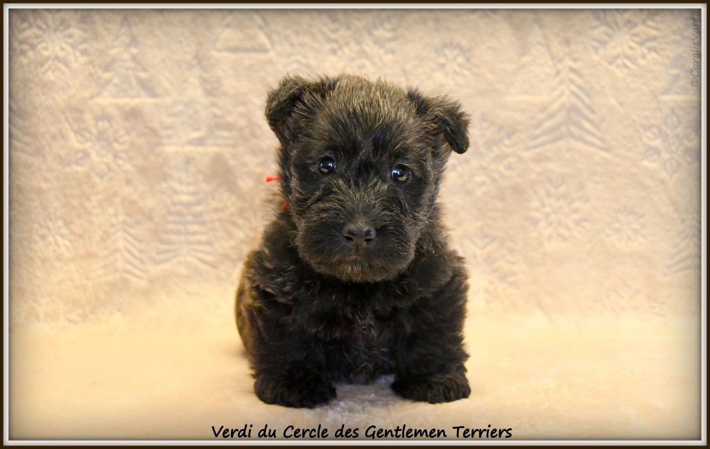 du cercle des gentlemen terriers - Chiot disponible  - Scottish Terrier