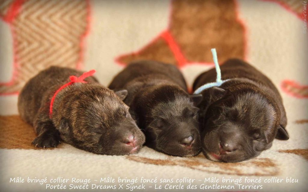 du cercle des gentlemen terriers - Chiot disponible  - Scottish Terrier