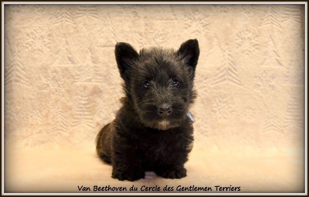 du cercle des gentlemen terriers - Chiot disponible  - Scottish Terrier