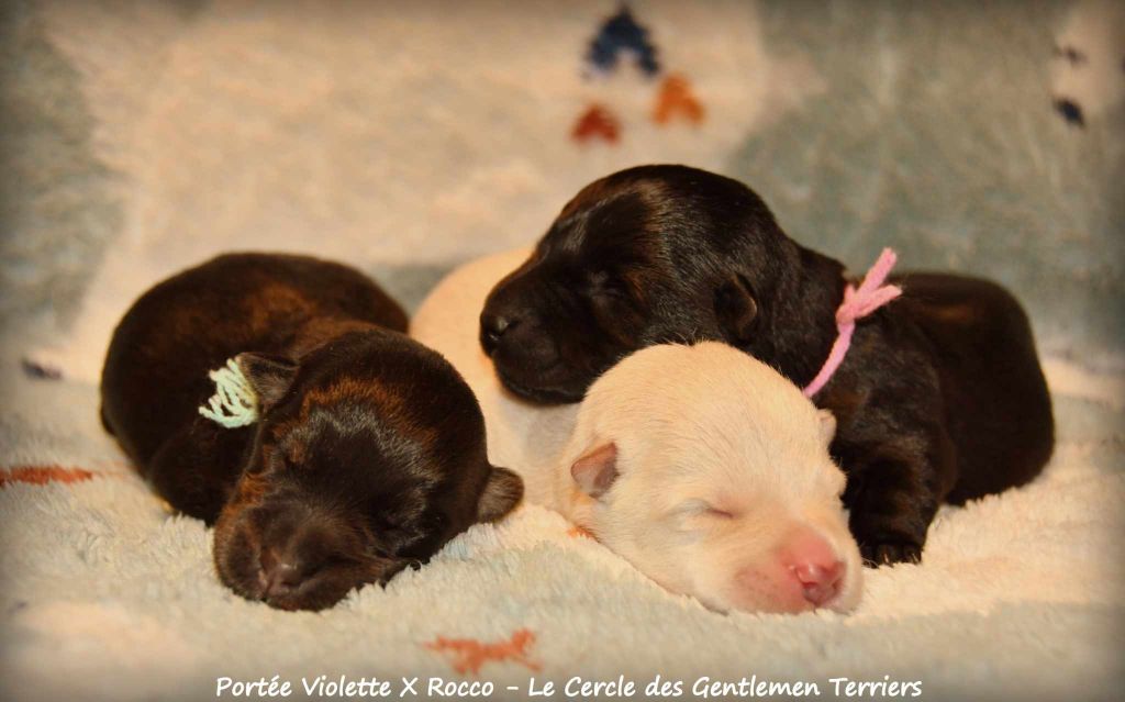 chiot Scottish Terrier du cercle des gentlemen terriers