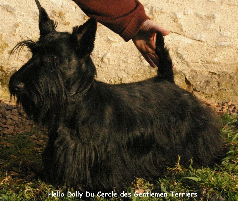 Hello dolly du cercle des gentlemen terriers