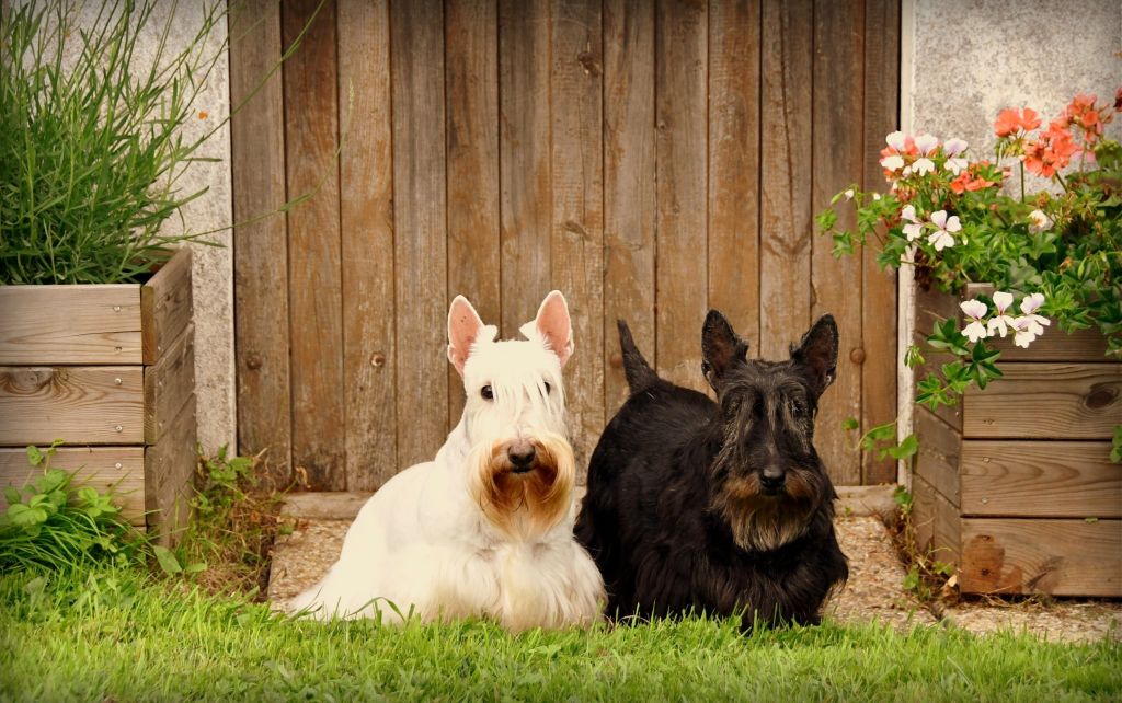 du cercle des gentlemen terriers - Octavia et Rose.